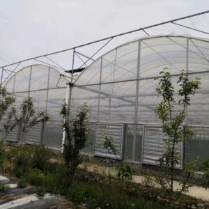 Multi-span Greenhouse