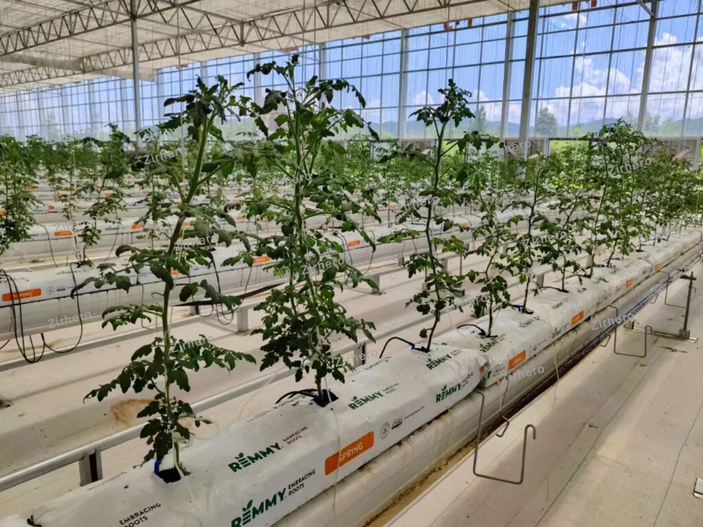 Tomato Greenhouse-Zirhero