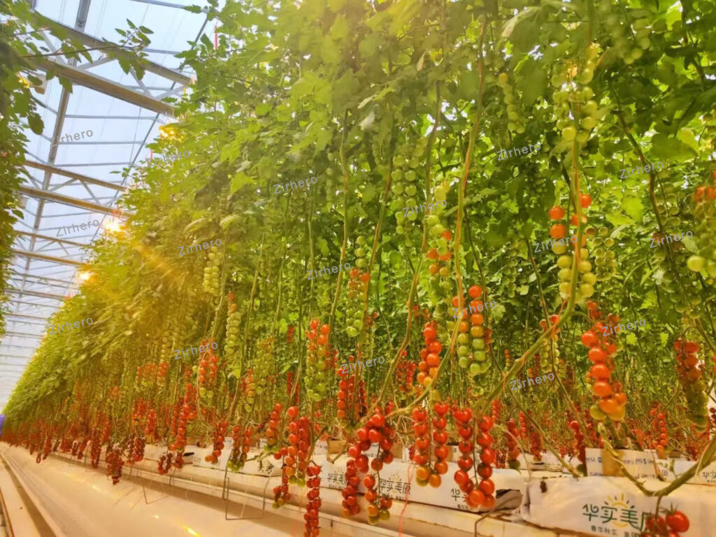 Tomato Greenhouse-Zirhero