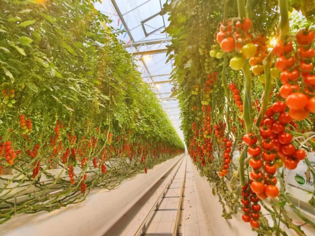 Tomato Greenhouse-Zirhero