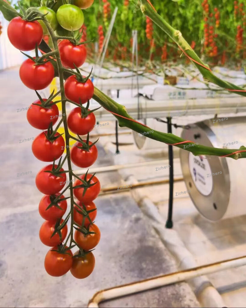 Tomato Greenhouse-Zirhero