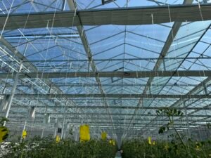 Glasshouse Roof