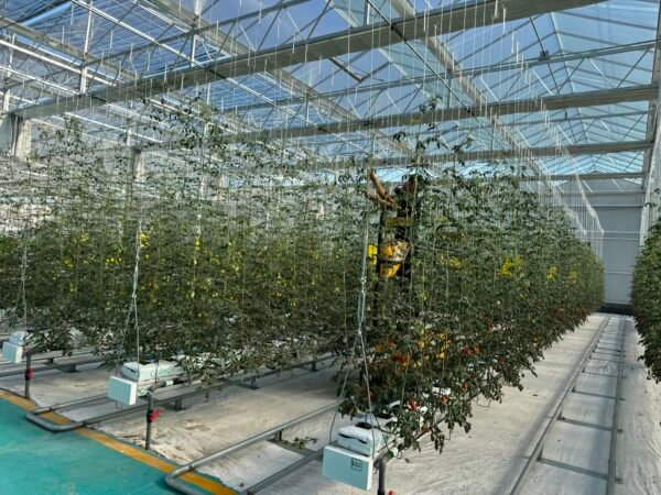 Tomato Hydroponic System