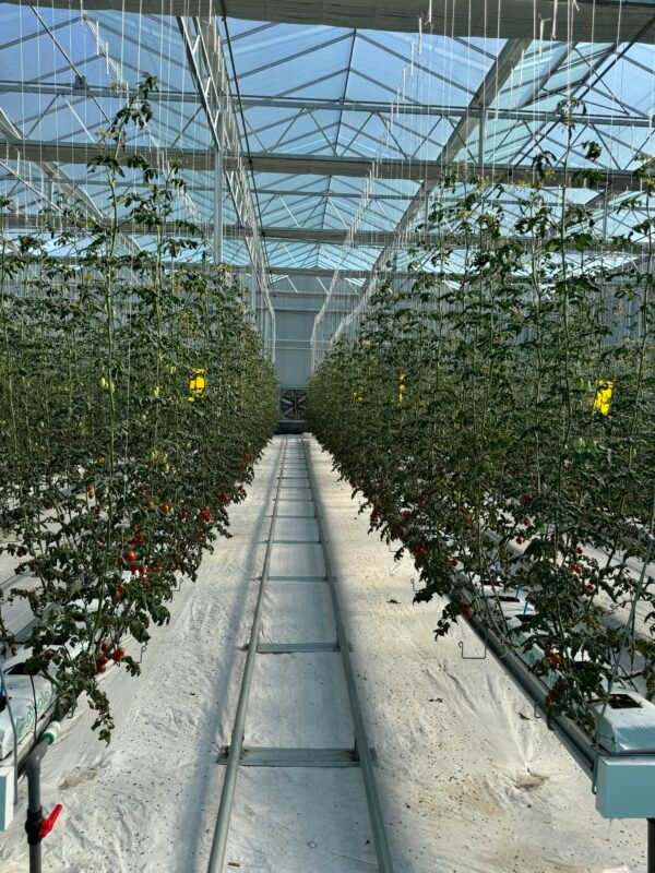 Tomato Hydroponic System