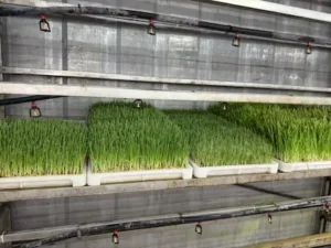 A vertical hydroponic growing system inside a shipping container, featuring stacked rows of dense green forage crops under bright LED grow lights, with nutrient-rich water tubes running vertically to nourish the plants.