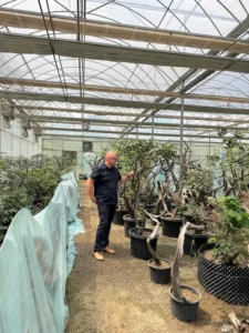 A vibrant greenhouse interior filled with rows of lush green plants growing in vertical hydroponic and aeroponic towers, surrounded by glass and multi-span film structures under bright daylight.