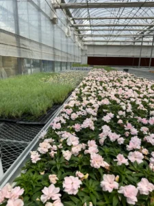 China high-quality smart greenhouse featuring advanced IoT technology, LED grow lights, and modular design for customized agricultural solutions.