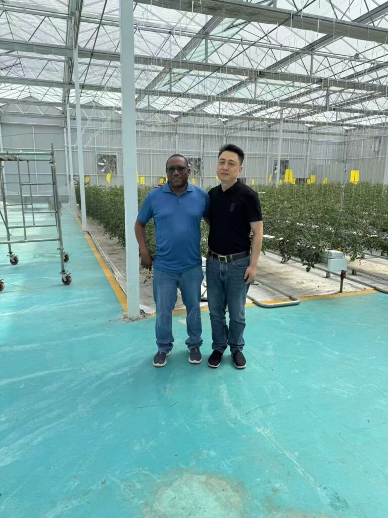 Modern Greenhouse Vegetable Cultivation