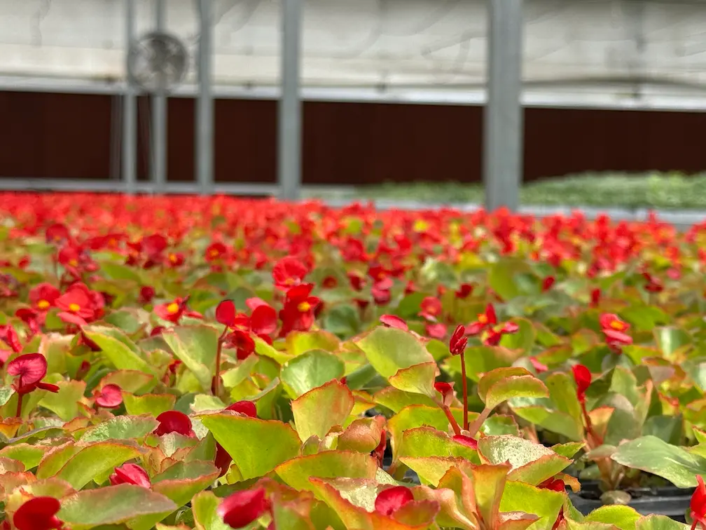 Advanced smart greenhouses and vertical farming equipment with IoT automation, LED grow lights, and customizable modular designs for sustainable agriculture.