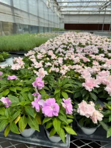 High-tech smart greenhouse by a leading manufacturer, featuring IoT automation, LED grow lights, and customizable designs for sustainable agriculture.