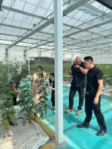 Modern multi-span greenhouse structure optimized for large-scale commercial farming benefits.