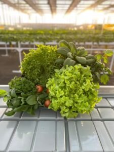 A 4,000m² greenhouse facility