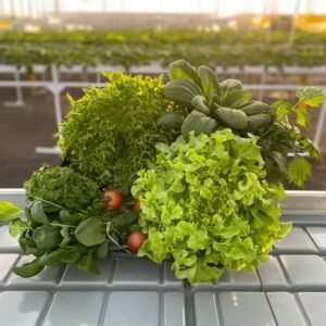 A 4,000m² greenhouse facility