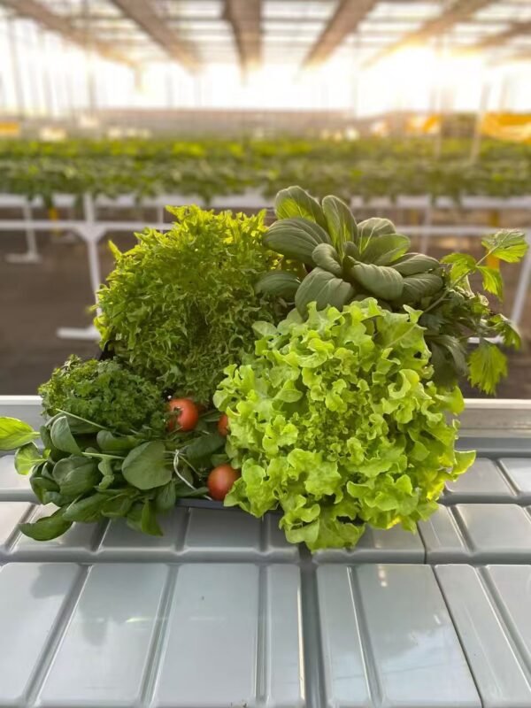 A 4,000m² greenhouse facility
