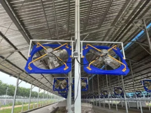 dairy farm installation barn fan